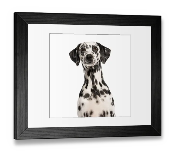 Framed Print : Proud dalmatian dog sitting and looking forward on a white background Framed Print : Proud dalmatian dog sitting and looking forward on a white background