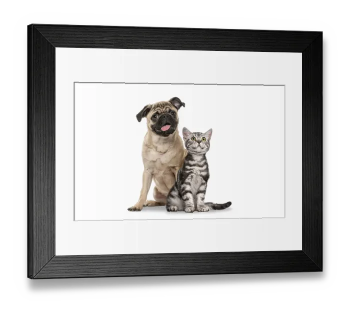 Framed Print : Pug dog and British Shorthair kitten sitting side by side together on a white background