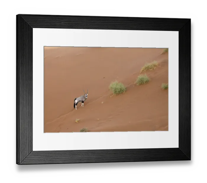 Framed Print : Spebuck in Sossusvlei, Oryx gazella
