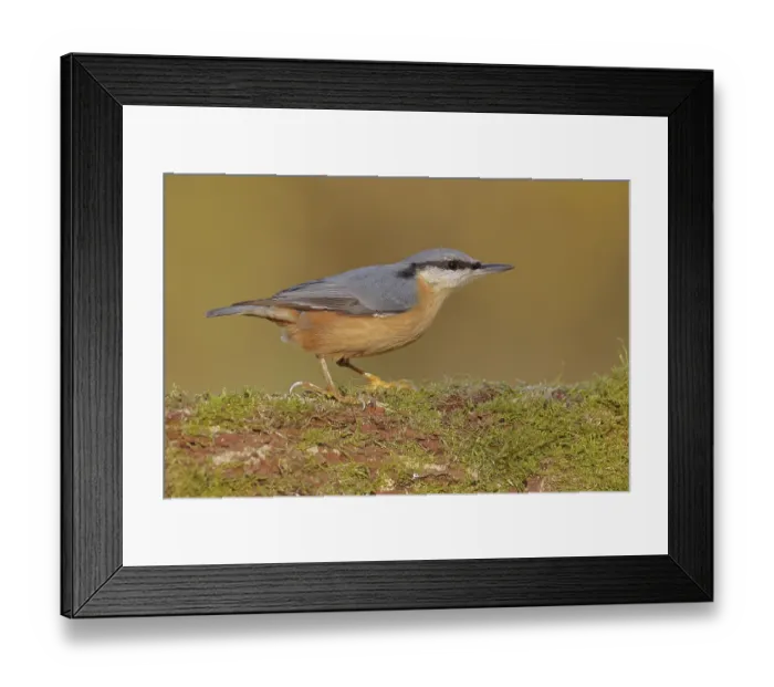 Framed Print : Nuthatch (Sitta europaea) sitting on a tree root covered with moss