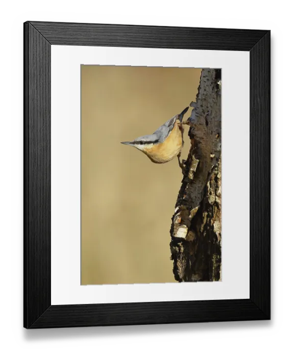 Framed Print : Nuthatch (Sitta europaea), running upside down on a birch tree