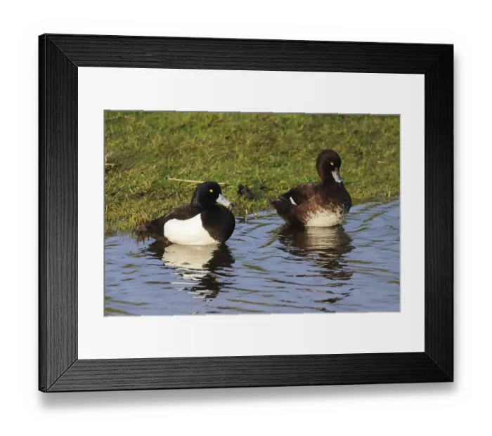 Framed Print : A pair of heroned ducks Aythya fuligula island of Texel