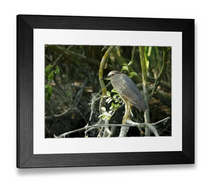 Framed Print : Young night heron Nycticorax nycticorax sitting on a branch