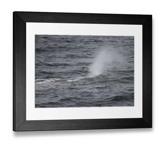 Framed Print : Sperm whale Physeter catodon appearing off the island of Vesteralen Framed Print : Sperm whale Physeter catodon appearing off the island of Vesteralen