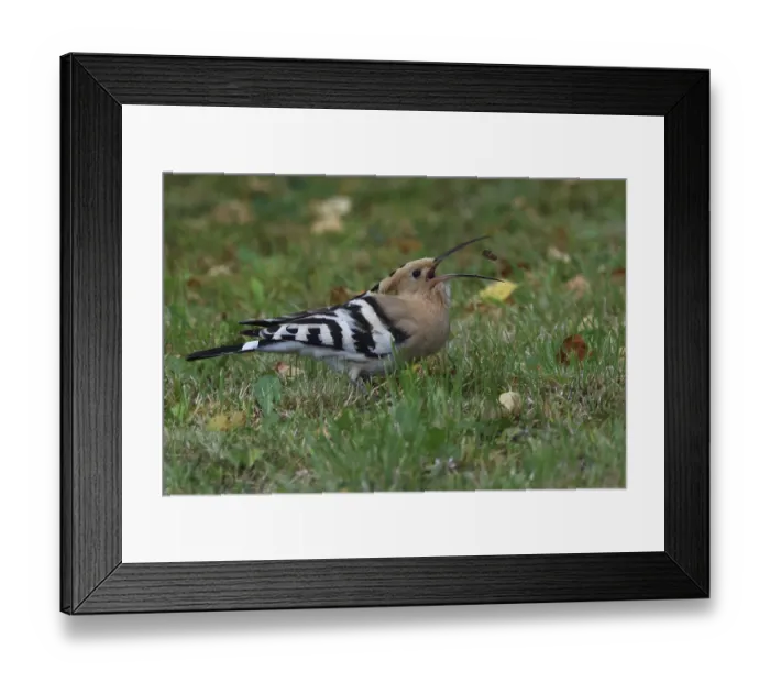 Framed Print : Hoopoe Upupa epops, catching a prey Framed Print : Hoopoe Upupa epops, catching a prey