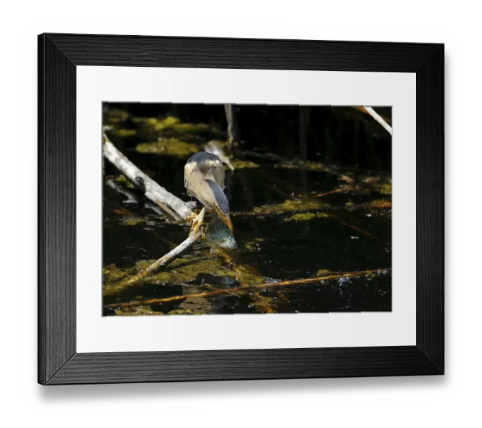 Framed Print : Little bittern Ixobrychus catches a sunbass