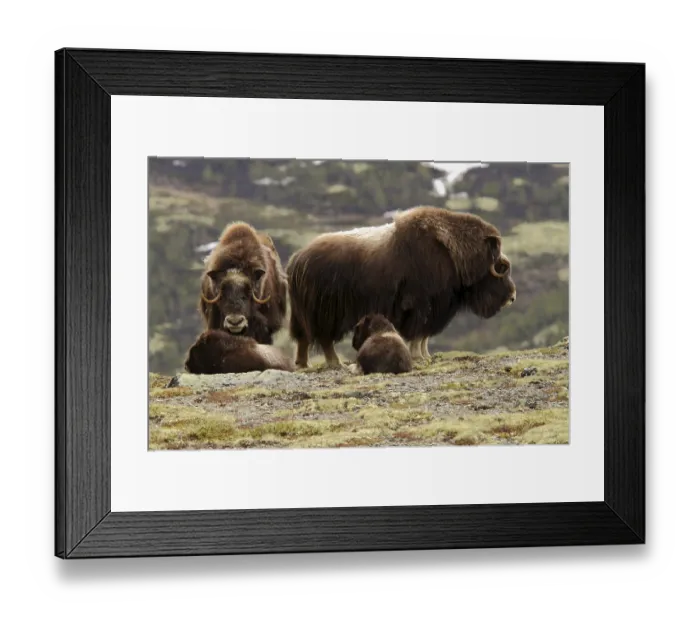 Framed Print : Musk ox Ovibos moschatus two cows with calves
