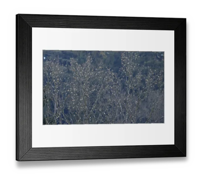 Framed Print : Bergfink, Fringilla montifringilla
