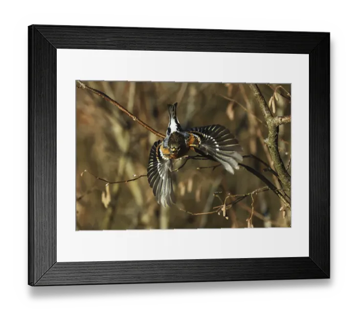 Framed Print : Mountain finch, Fringilla montifringilla Framed Print : Mountain finch, Fringilla montifringilla