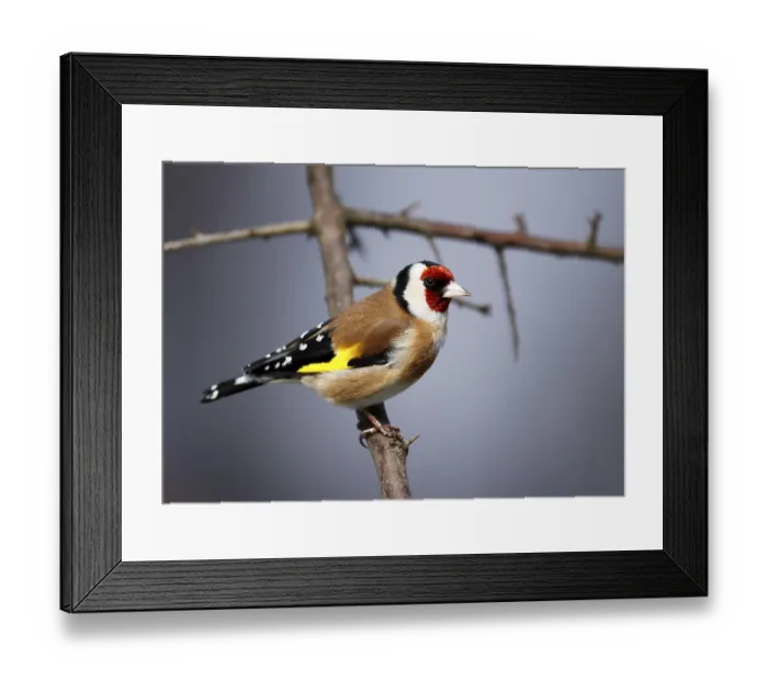 Framed Print : Goldfinch Carduelis carduelis sitting on a branch Framed Print : Goldfinch Carduelis carduelis sitting on a branch