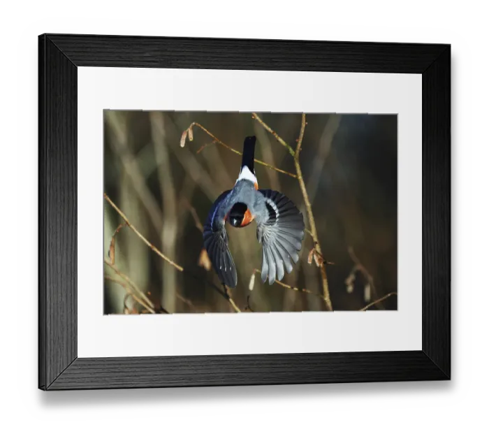 Framed Print : Bullfinch, Pyrrhula pyrrhula, a male Framed Print : Bullfinch, Pyrrhula pyrrhula, a male