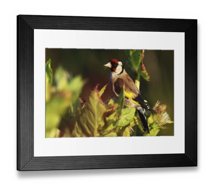 Framed Print : Goldfinch Carduelis carduelis, eats the seed from thistles