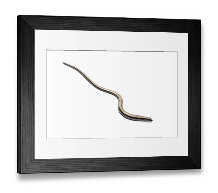 Framed Print : Studio shot of a young common slow worm crawling on a white background