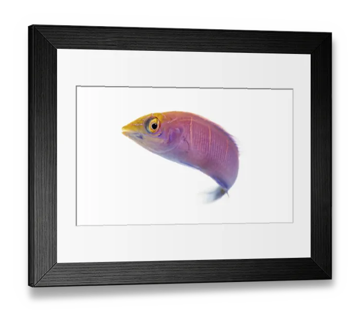 Framed Print : Pseudocheilinus ocellatus, also known as white barred pink wrasse or white barred wrasse
