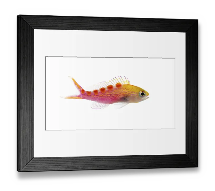 Framed Print : Studio shot of a colorful pseudanthias flavoguttatus