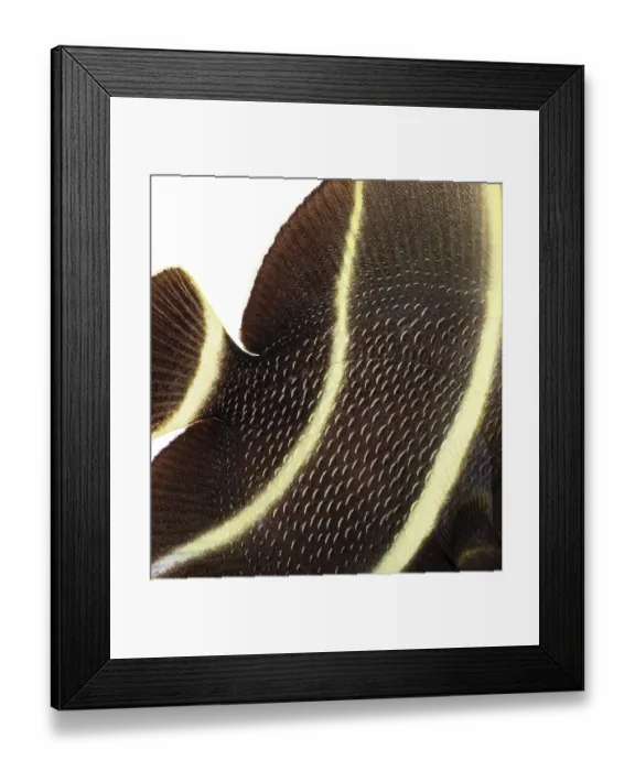 Framed Print : Sub adult french angelfish, pomacanthus paru Framed Print : Sub adult french angelfish, pomacanthus paru