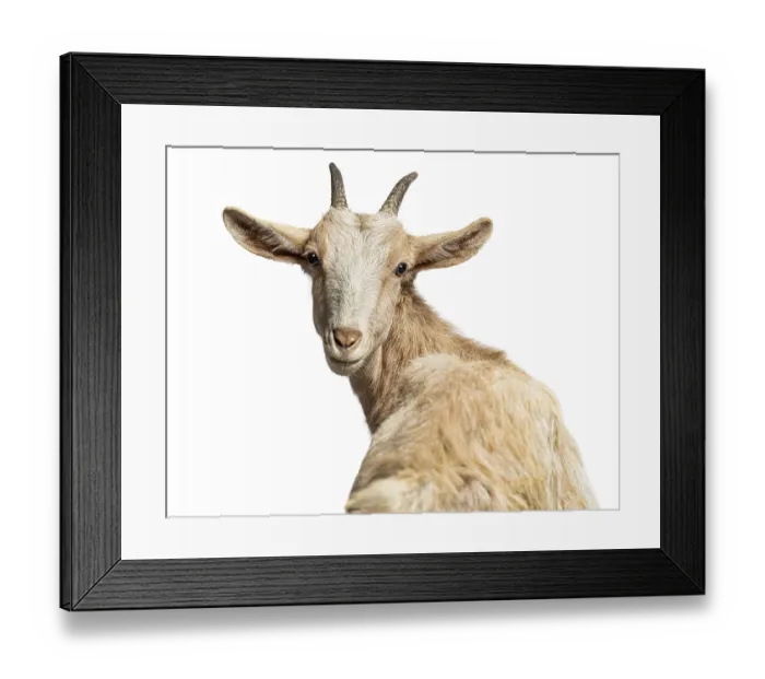 Framed Print : Domestic goat turning its head backwards and looking at the viewer