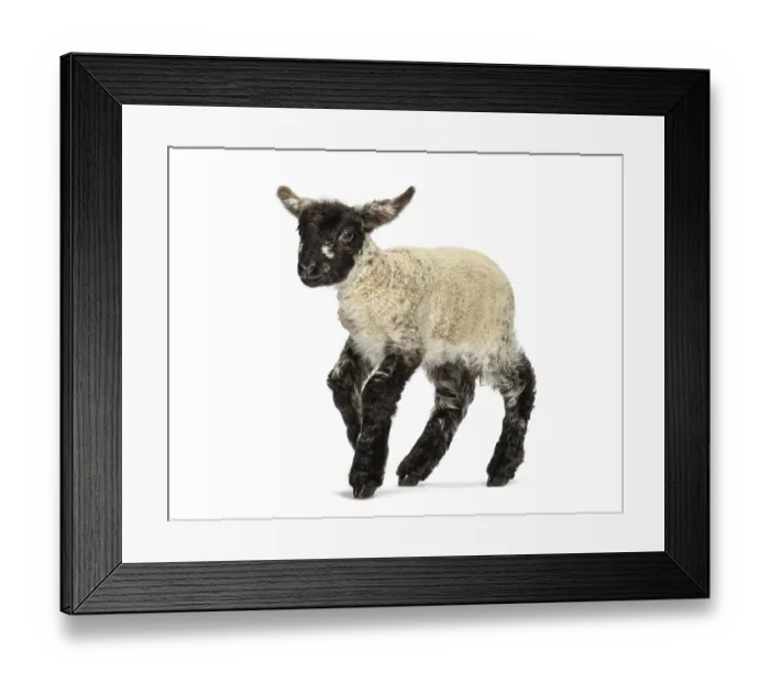 Framed Print : Adorable four days old lamb walking on a white background