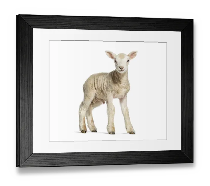 Framed Print : Cute lamb standing and looking at the camera Framed Print : Cute lamb standing and looking at the camera