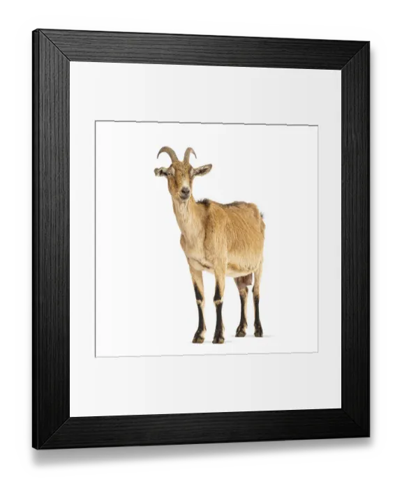 Framed Print : Full body shot of a brown and black domestic goat standing against a white background