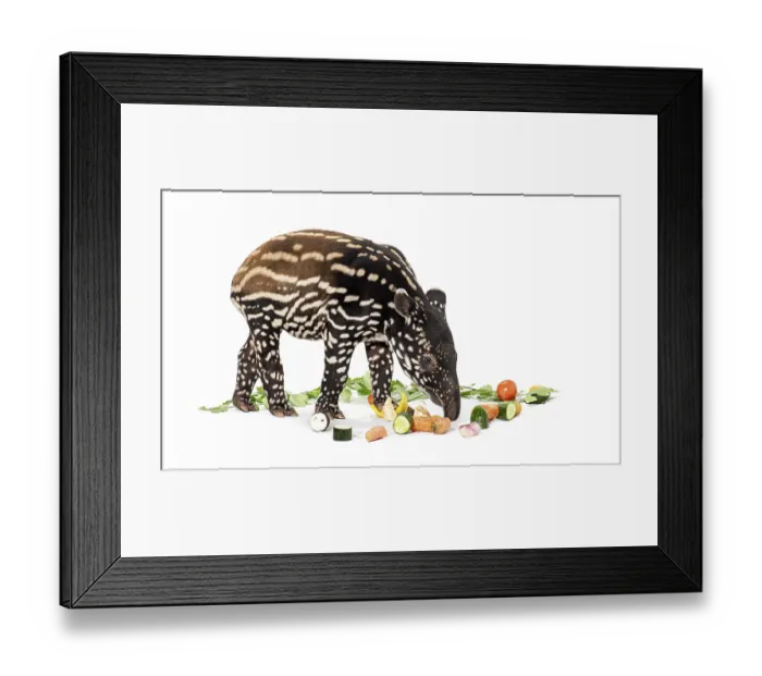 Framed Print : Young malayan tapir - tapirus indicus - eating vegetables on a white background