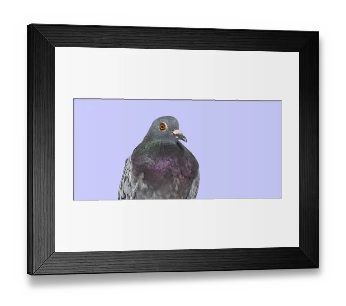 Framed Print : Head shot of a Front view of a feral pigeon