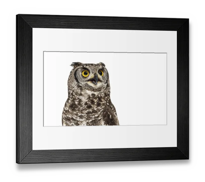 Framed Print : Head shot of a spotted eagle-owl