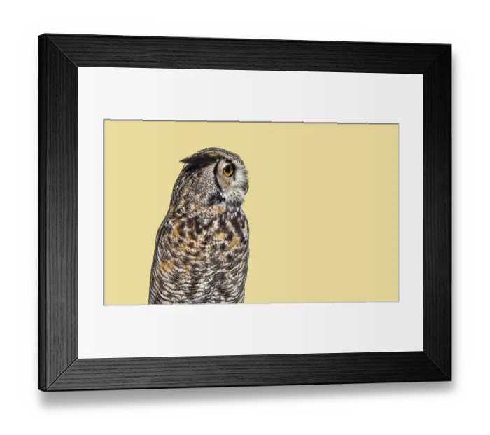 Framed Print : Great horned owl, Bubo virginianus saturatus