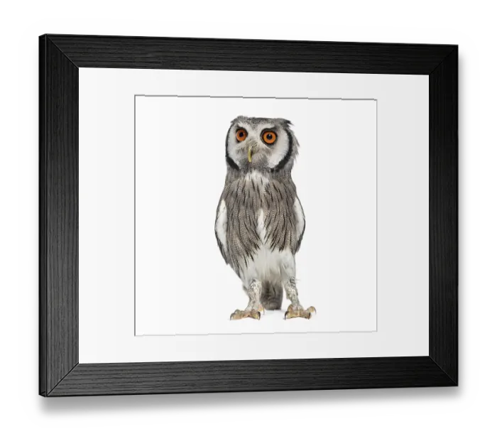 Framed Print : Northern white-faced owl, Ptilopsis leucotis