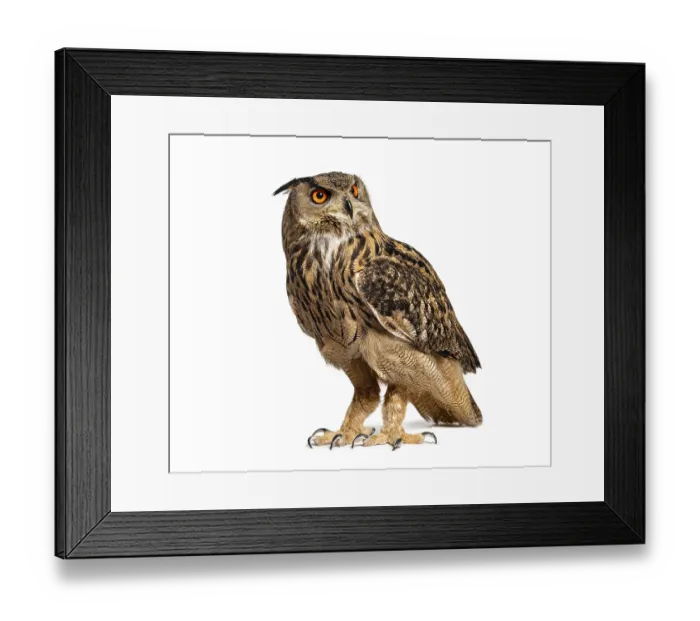 Framed Print : Eurasian Eagle-Owl, Bubo bubo, looking away Framed Print : Eurasian Eagle-Owl, Bubo bubo, looking away