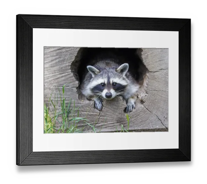 Framed Print : Raccoon (Procyon lotor), Germany