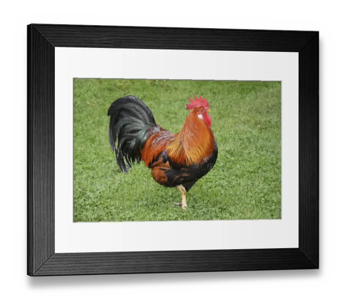 Framed Print : Colorful rooster in Den gamle by