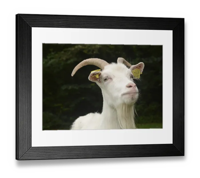 Framed Print : Portrait on a white goat in Den gamle by