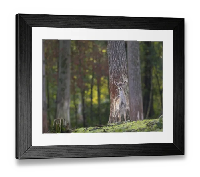 Framed Print : A young fallow deer in the forest Framed Print : A young fallow deer in the forest