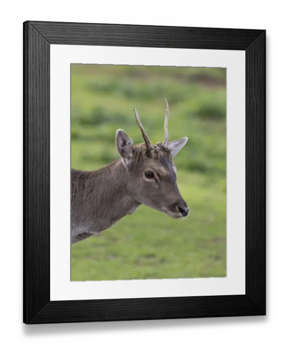 Framed Print : Portrait of a fallow deer, North Rhine-Westphalia