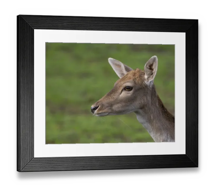 Framed Print : Portrait of a fallow deer, North Rhine-Westphalia