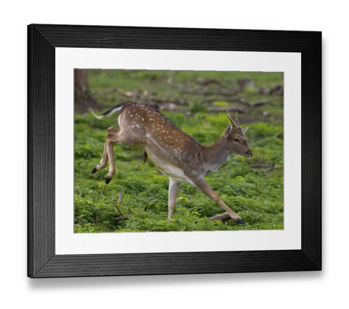 Framed Print : A fallow deer jumping, North Rhine-Westphalia Framed Print : A fallow deer jumping, North Rhine-Westphalia