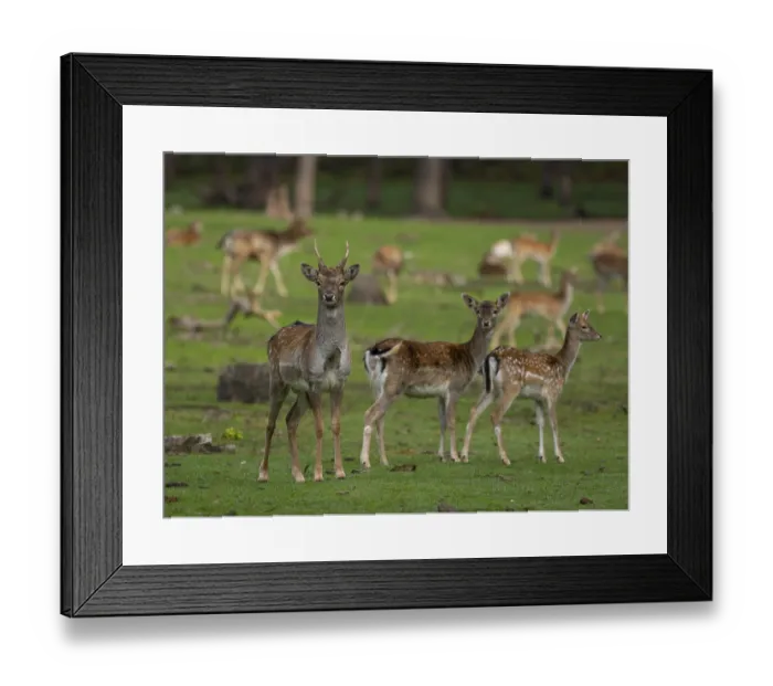 Framed Print : Fallow deer with pack, North Rhine-Westphalia