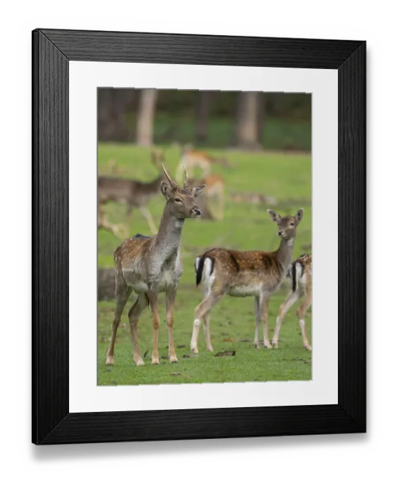 Framed Print : Fallow deer with pack, North Rhine-Westphalia