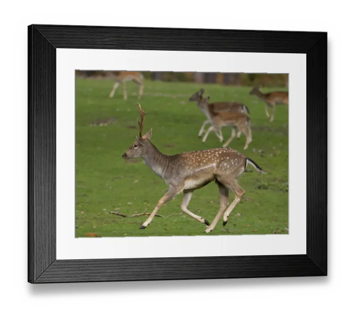 Framed Print : Young fallow deer running, North Rhine-Westphalia