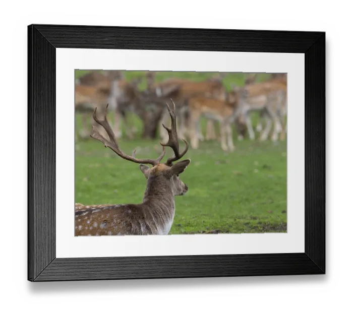 Framed Print : Fallow deer near the pack, North Rhine-Westphalia