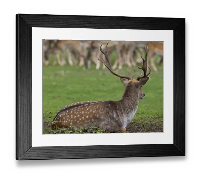 Framed Print : Fallow deer near the pack, North Rhine-Westphalia Framed Print : Fallow deer near the pack, North Rhine-Westphalia