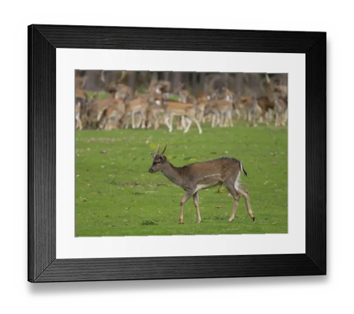 Framed Print : Young fallow deer off the deer rudel