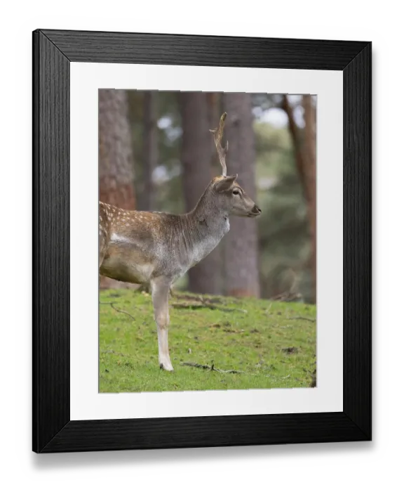 Framed Print : Fallow deer with a shovel, North Rhine-Westphalia Framed Print : Fallow deer with a shovel, North Rhine-Westphalia