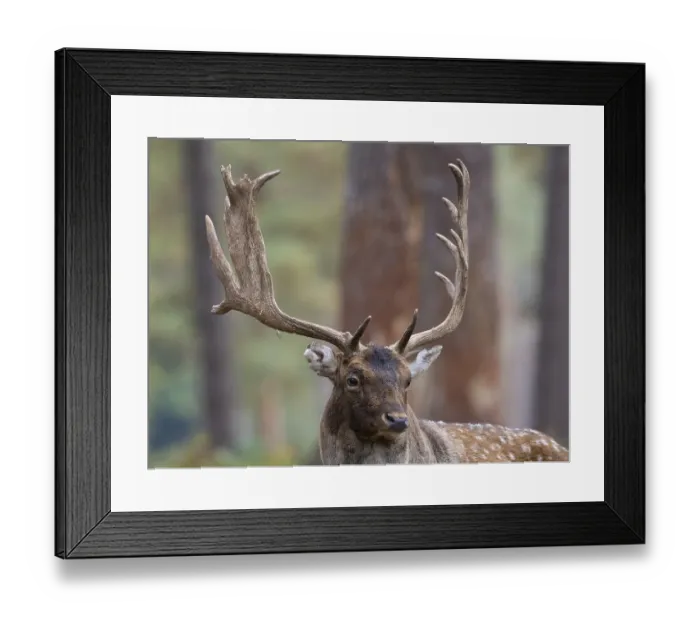 Framed Print : Fallow deer with a shovel, North Rhine-Westphalia