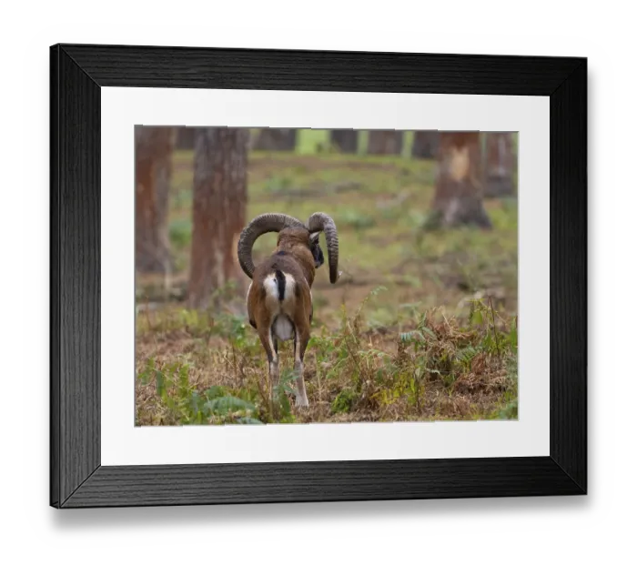 Framed Print : A mouflon in the forest, North Rhine-Westphalia