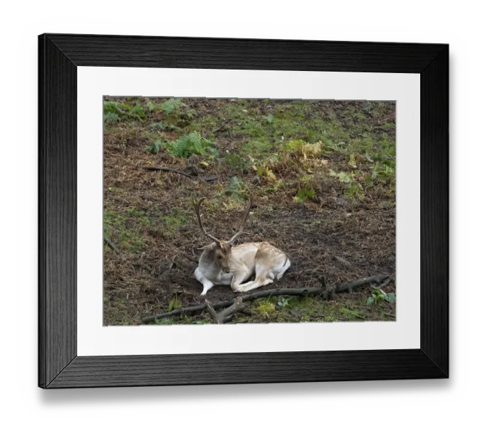 Framed Print : A white fallow deer in the forest at rest