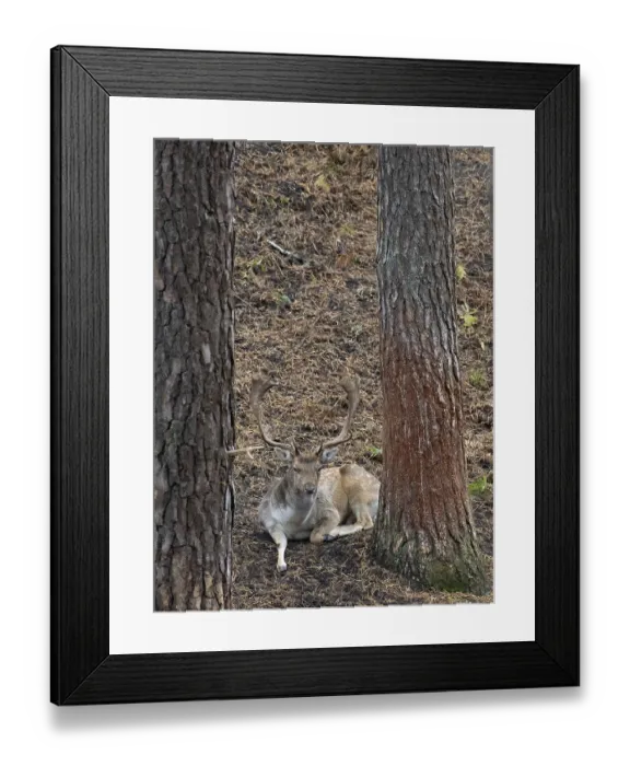 Framed Print : A fallow deer in the forest at rest Framed Print : A fallow deer in the forest at rest