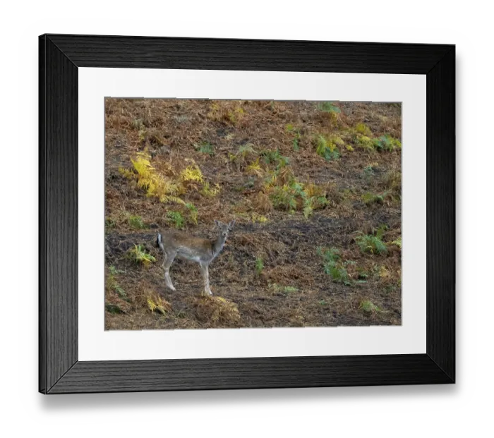 Framed Print : A fallow deer in the forest, North Rhine-Westphalia