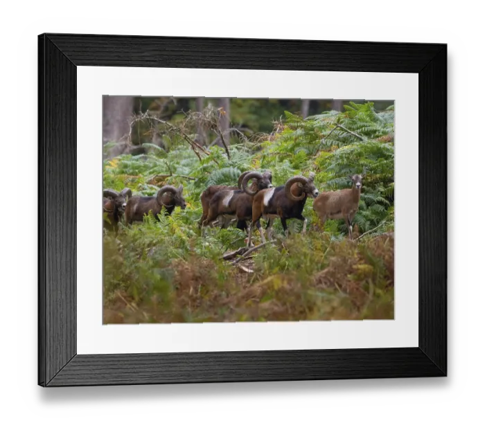 Framed Print : Mouflons stalking a goat, North Rhine-Westphalia